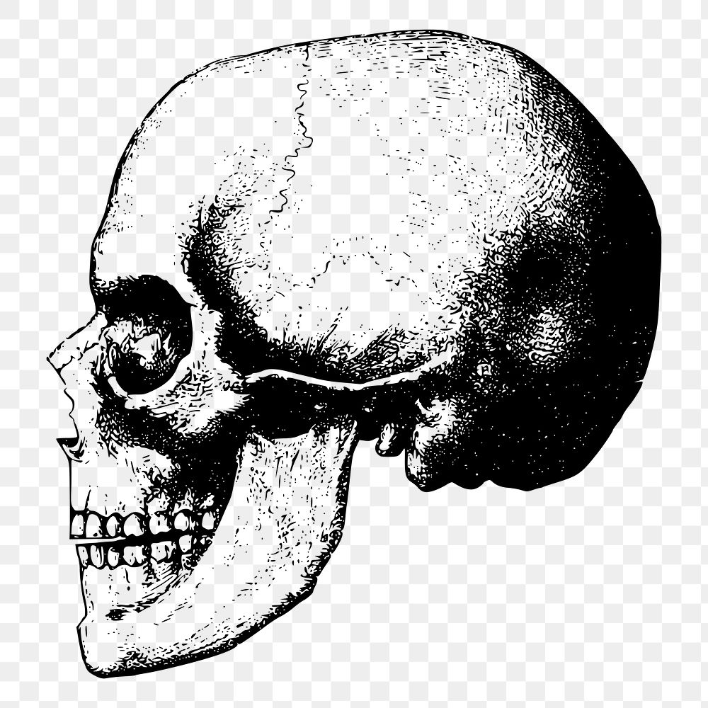 Human skull png sticker vintage Halloween illustration, transparent background. Free public domain CC0 image.