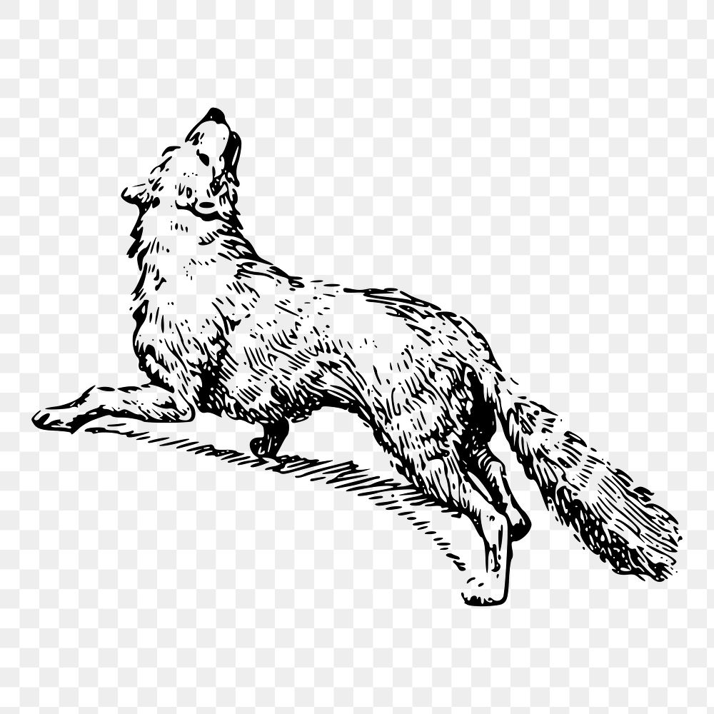 Howling fox png sticker vintage animal illustration, transparent background. Free public domain CC0 image.