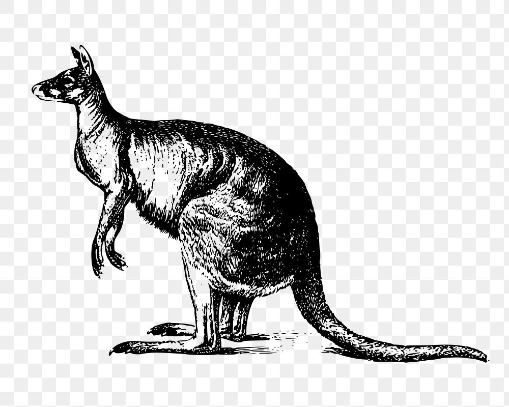 Kangaroo png sticker, Australian animal illustration on transparent background. Free public domain CC0 image.