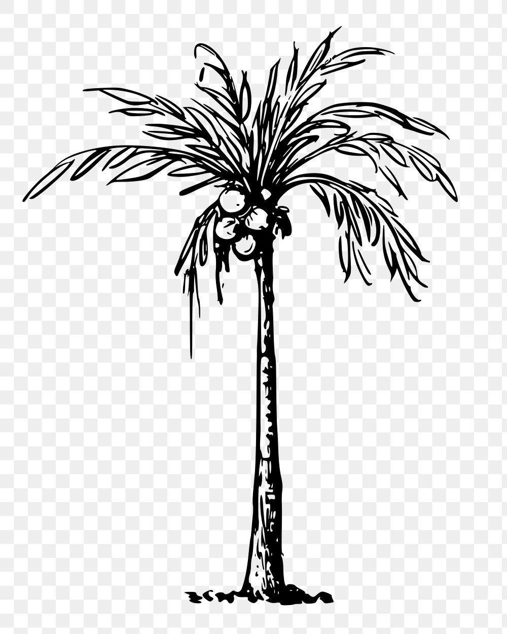 Coconut palm png tree sticker, vintage plant illustration on transparent background. Free public domain CC0 image.
