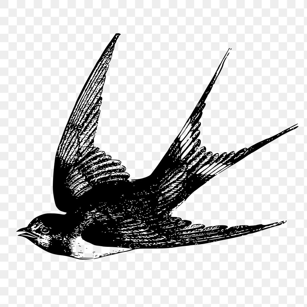 Swallow bird png sticker, vintage animal illustration on transparent background. Free public domain CC0 image.