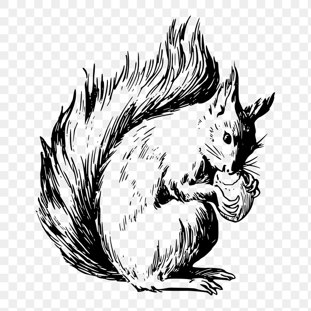 Squirrel png sticker, vintage animal illustration on transparent background. Free public domain CC0 image.