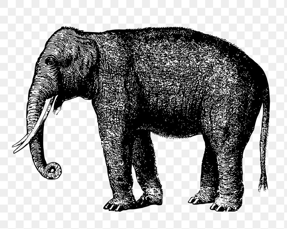 Elephant png sticker, vintage wildlife illustration on transparent background. Free public domain CC0 image.