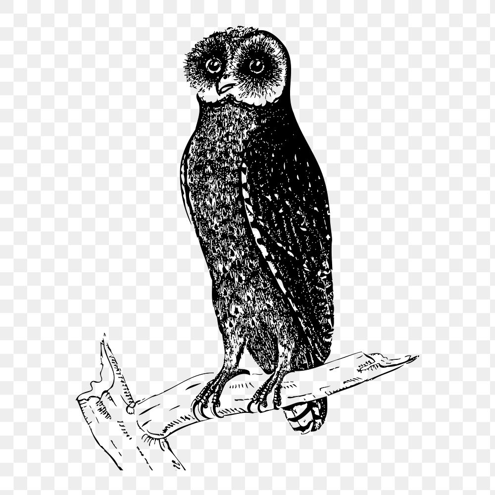 Bay owl png sticker, vintage bird illustration on transparent background. Free public domain CC0 image.