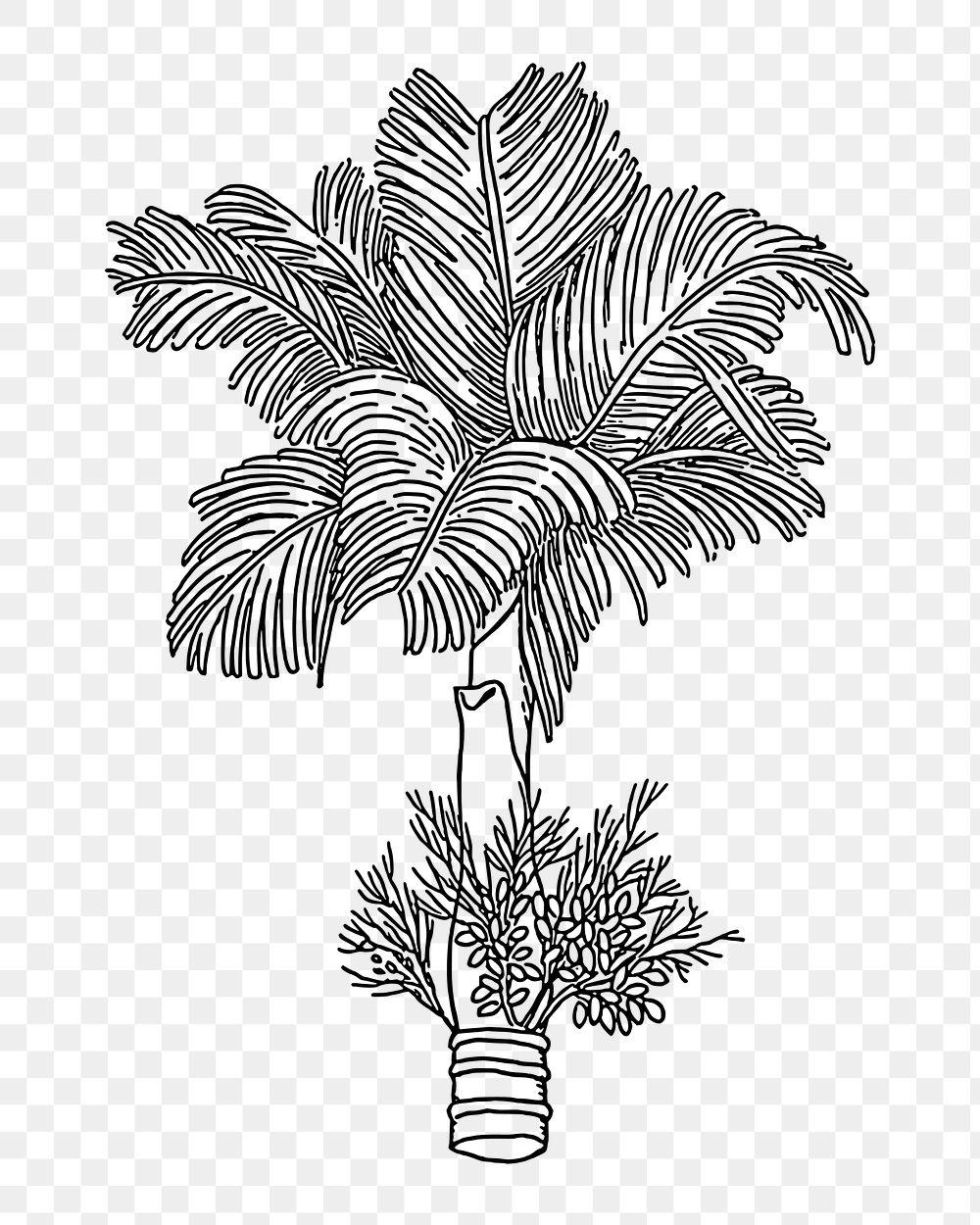 Betel palm png tree sticker, vintage plant illustration on transparent background. Free public domain CC0 image.