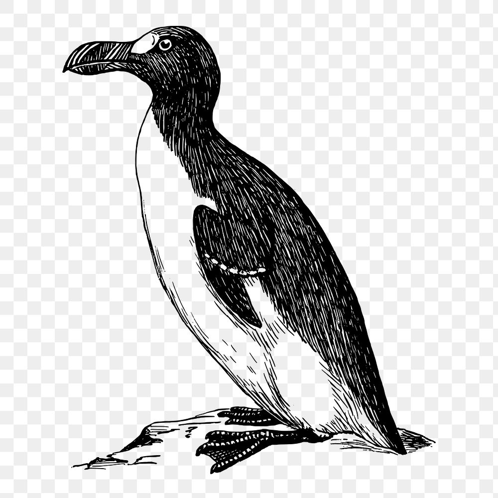 Great auk png sticker, extinct animal illustration on transparent background. Free public domain CC0 image.