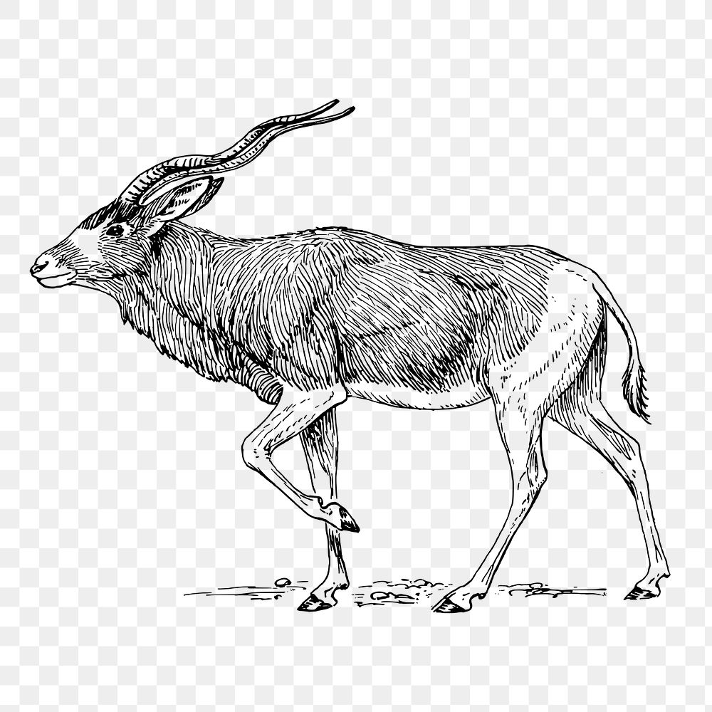 Addax antelope png sticker, vintage animal illustration on transparent background. Free public domain CC0 image.