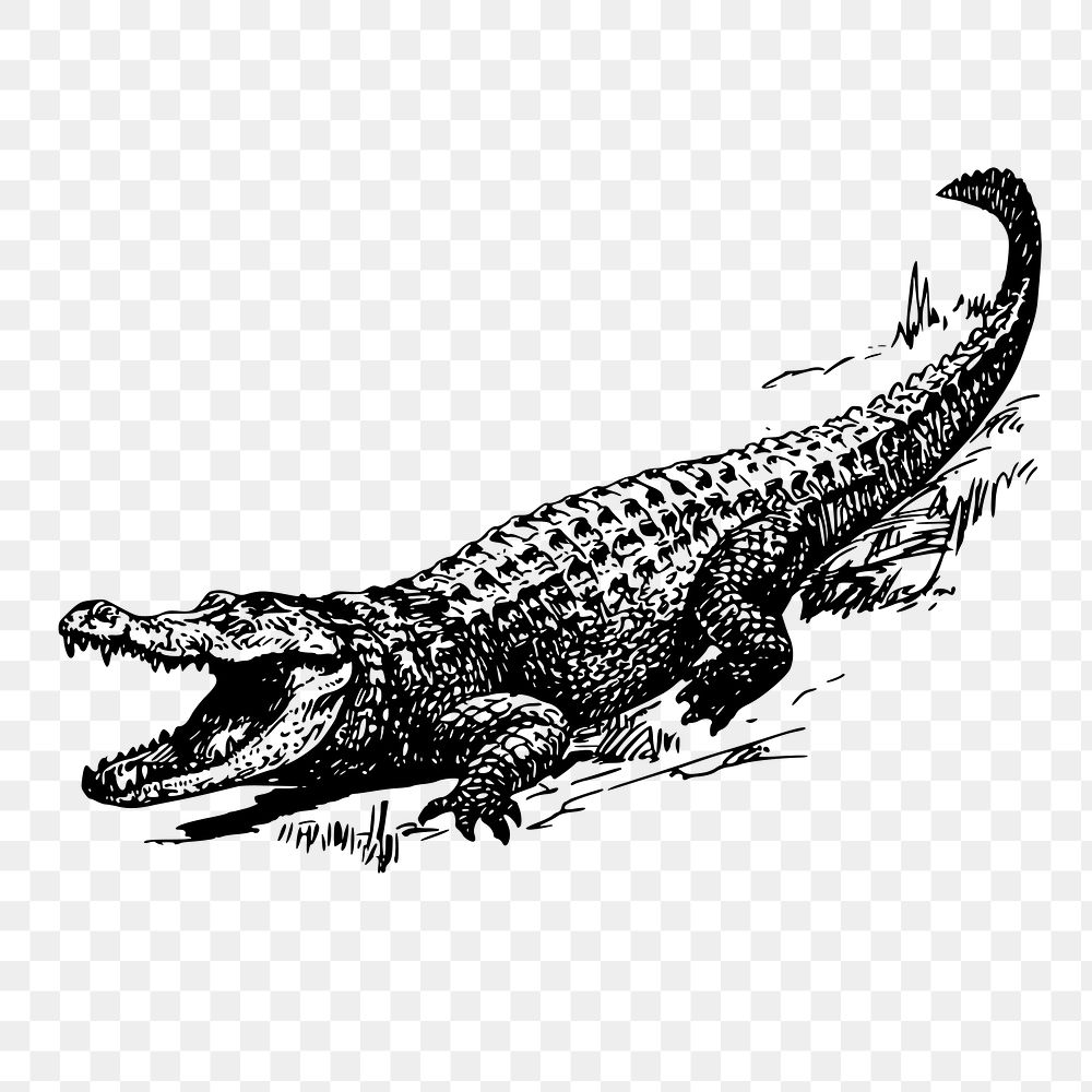Alligator png sticker, vintage wildlife illustration on transparent background. Free public domain CC0 image.