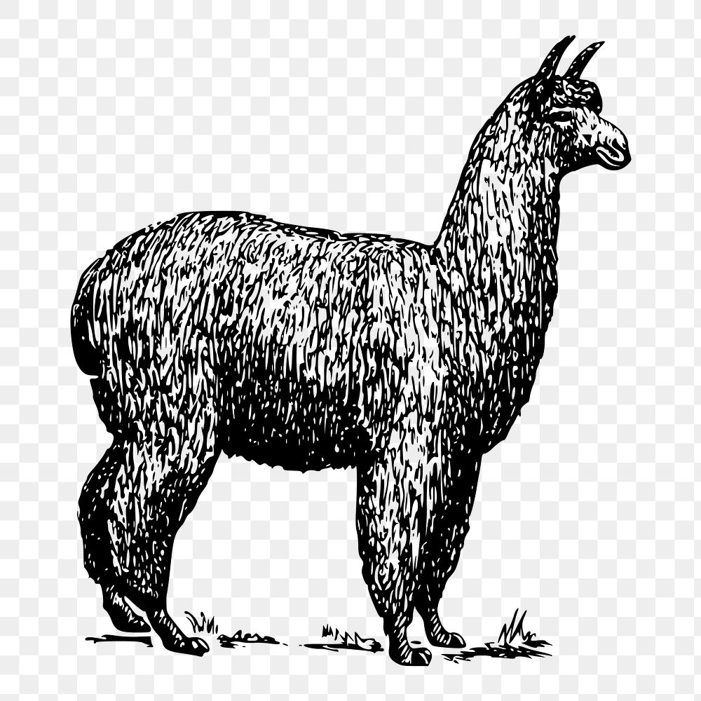 Alpaca png sticker, vintage animal illustration on transparent background. Free public domain CC0 image.