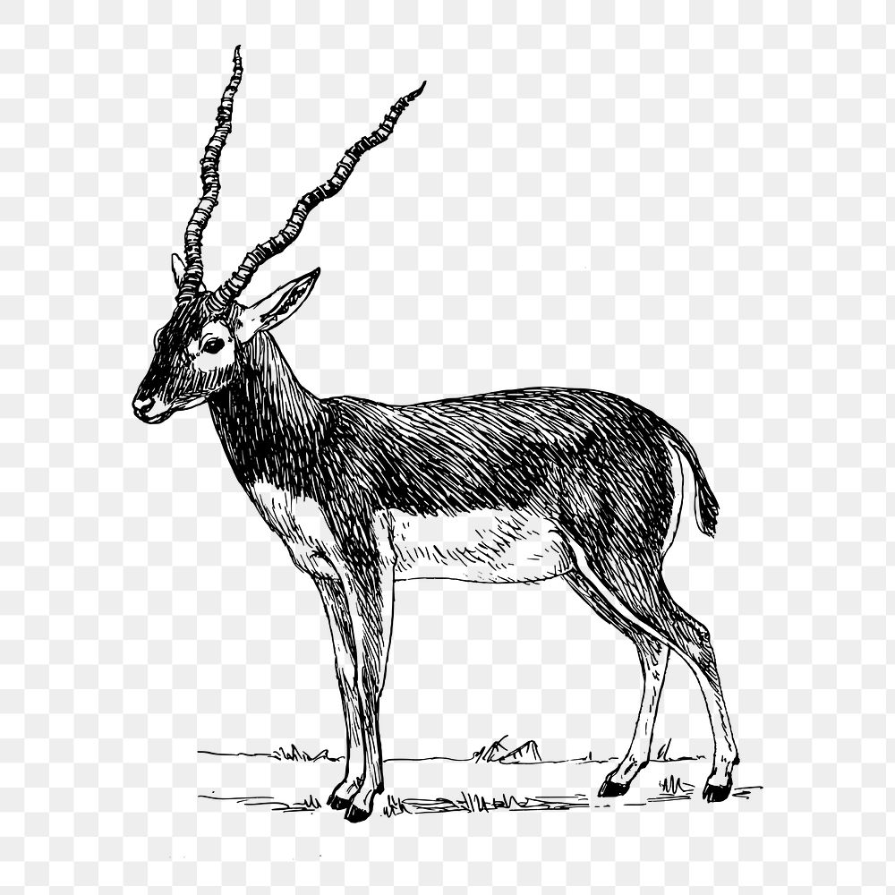 Antelope png sticker, vintage animal illustration on transparent background. Free public domain CC0 image.