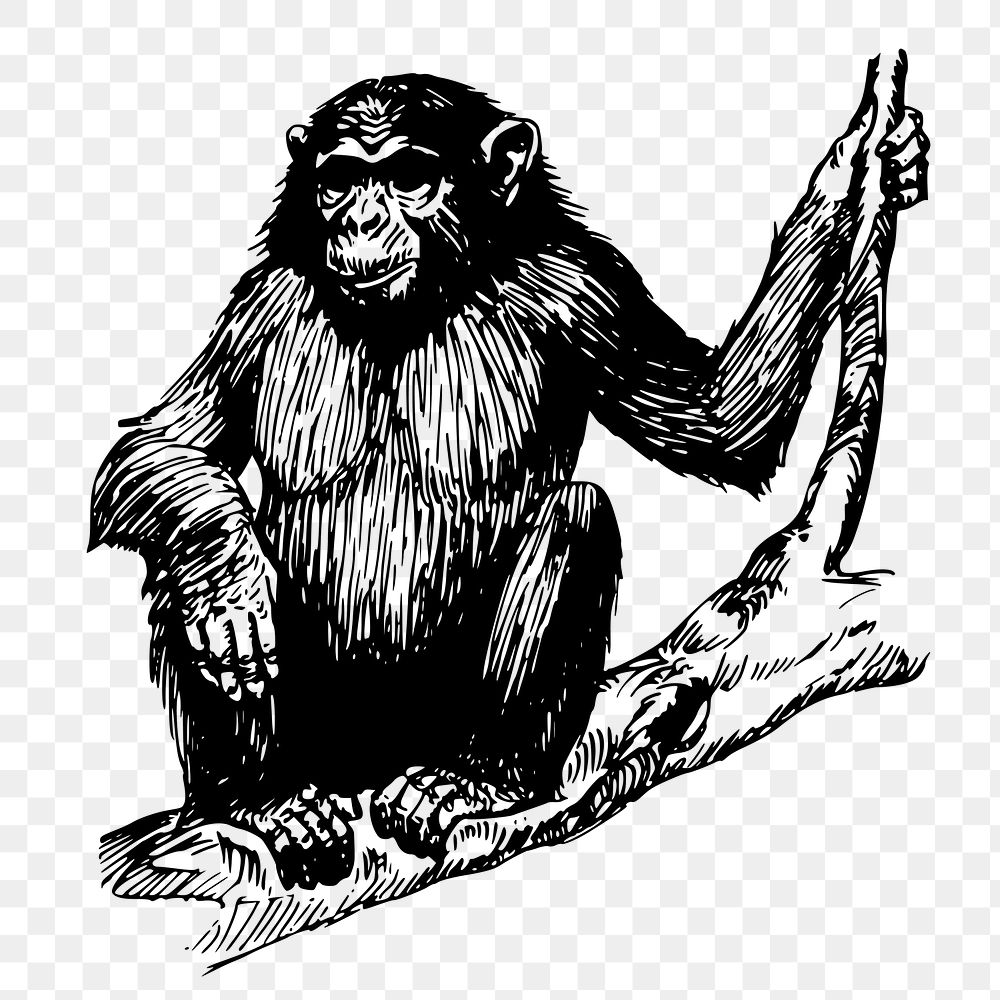 Ape png sticker, vintage wildlife illustration on transparent background. Free public domain CC0 image.