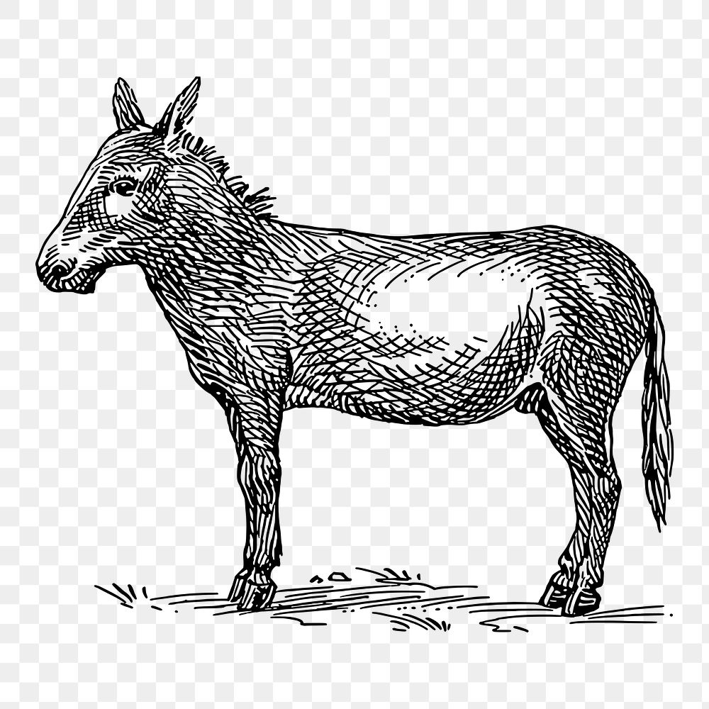 Donkey png sticker, vintage farm animal illustration on transparent background. Free public domain CC0 image.