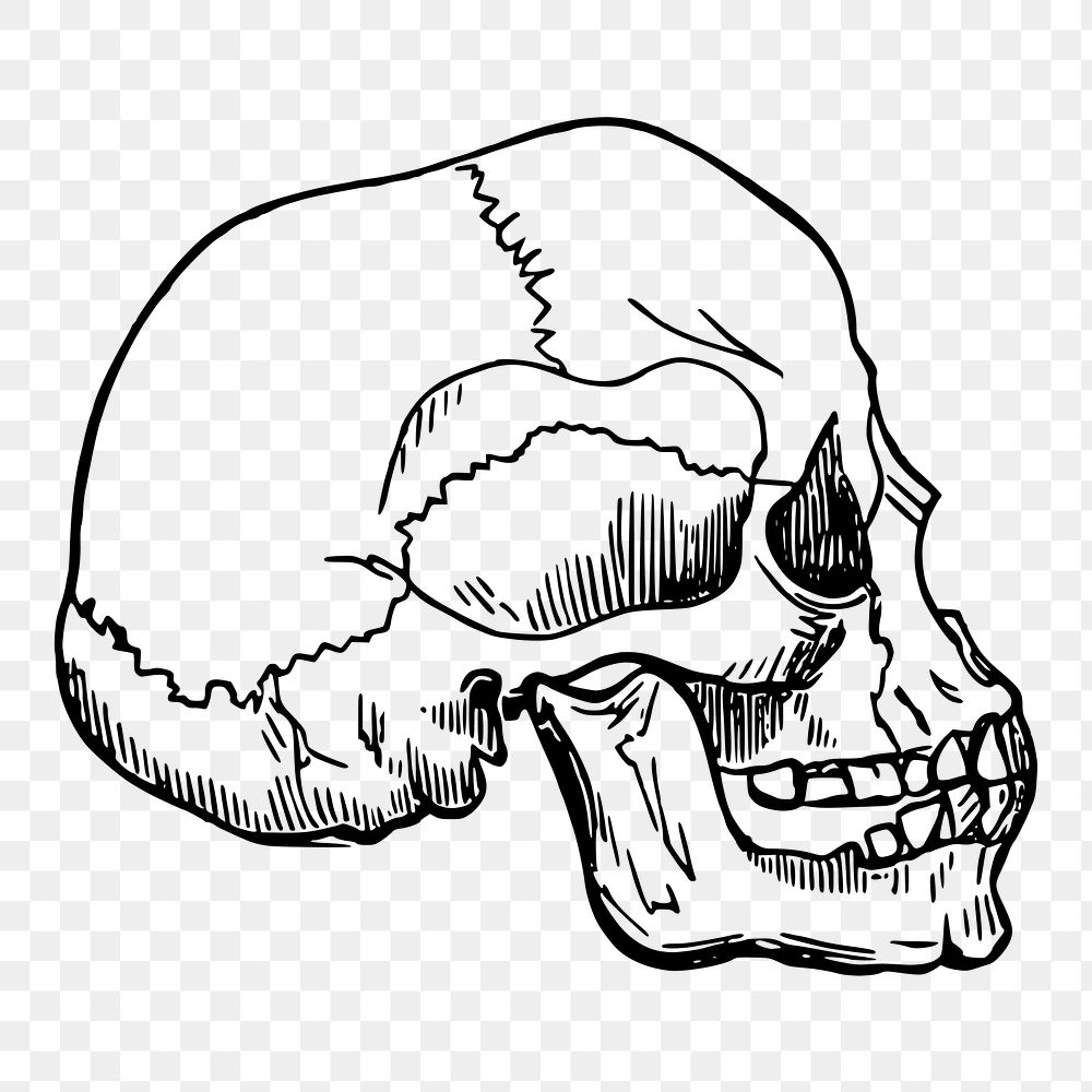 Human skull png sticker, vintage Halloween illustration on transparent background. Free public domain CC0 image.