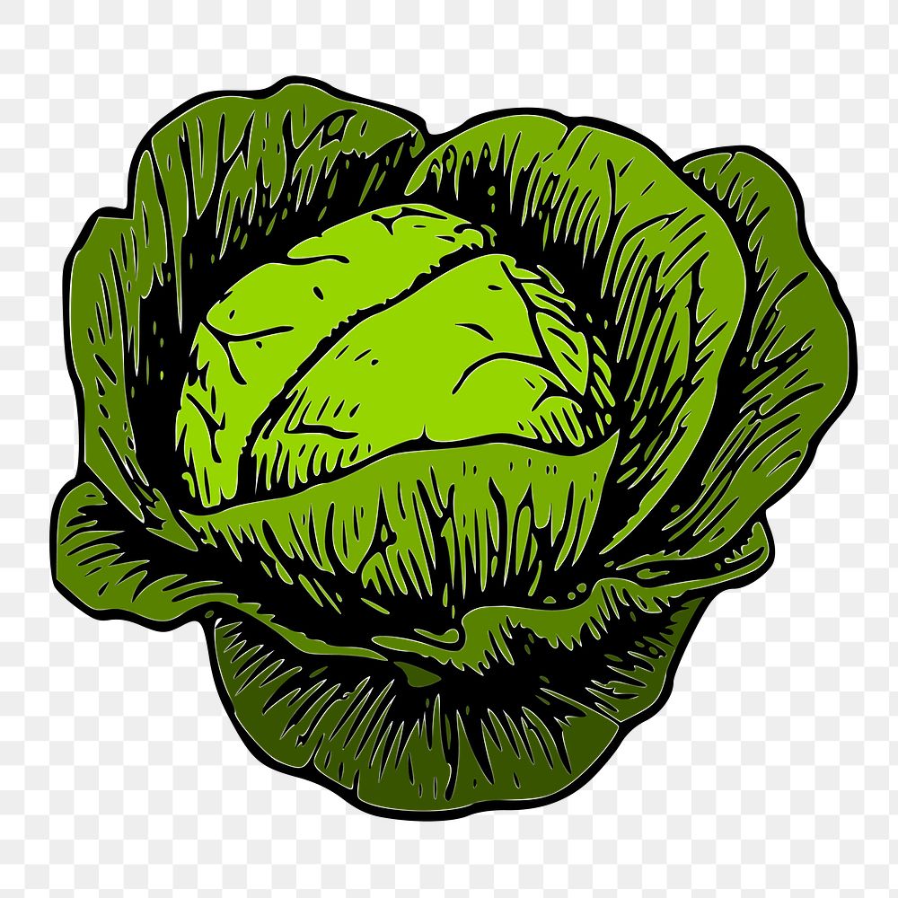 Cabbage png sticker, vintage vegetable illustration on transparent background. Free public domain CC0 image.