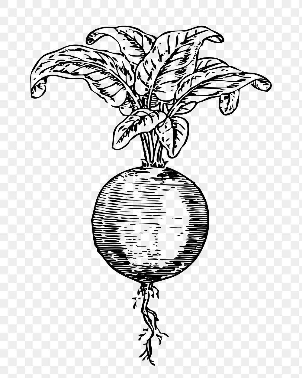 Beetroot png sticker, vintage plant illustration on transparent background. Free public domain CC0 image.