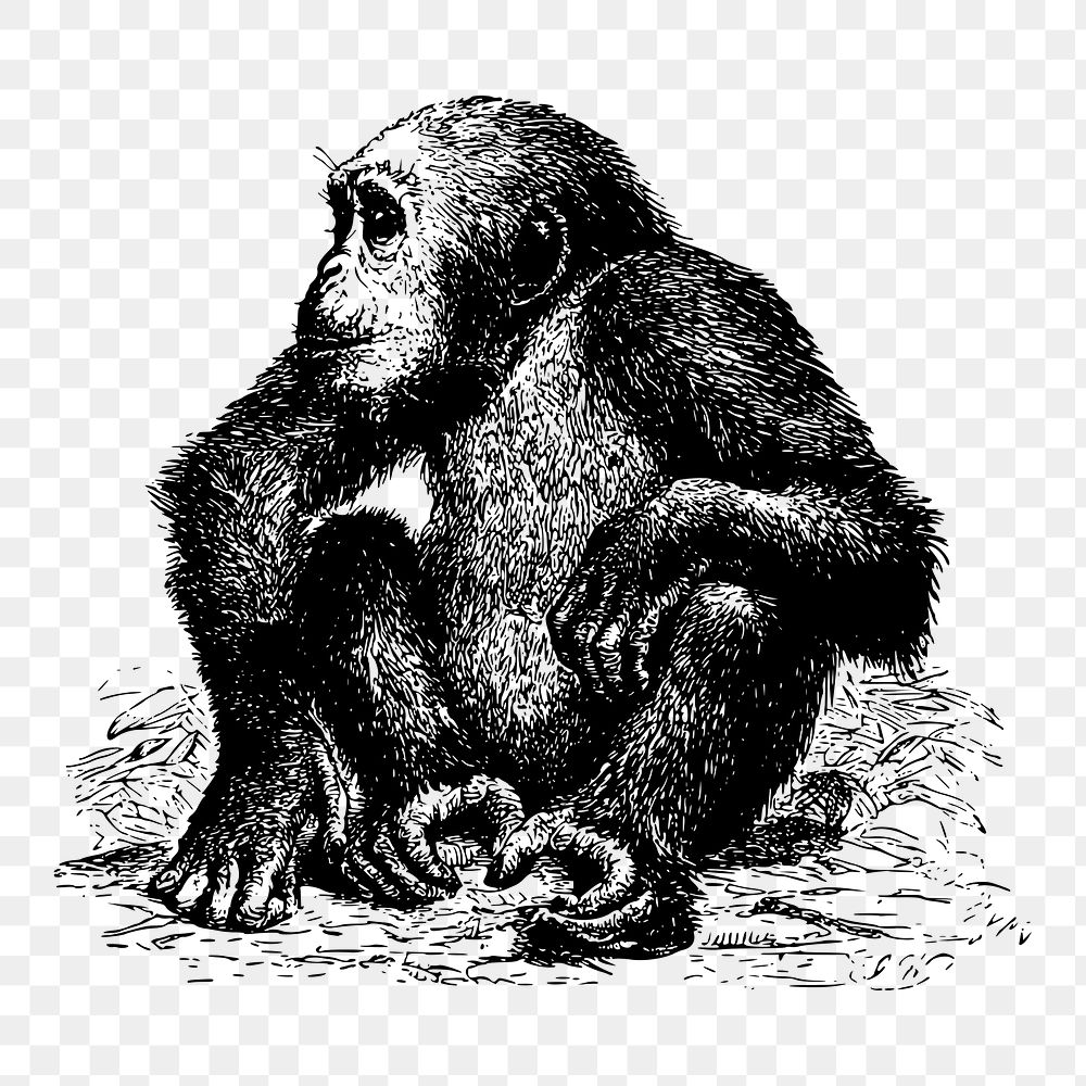 Chimpanzee png sticker, vintage animal illustration on transparent background. Free public domain CC0 image.