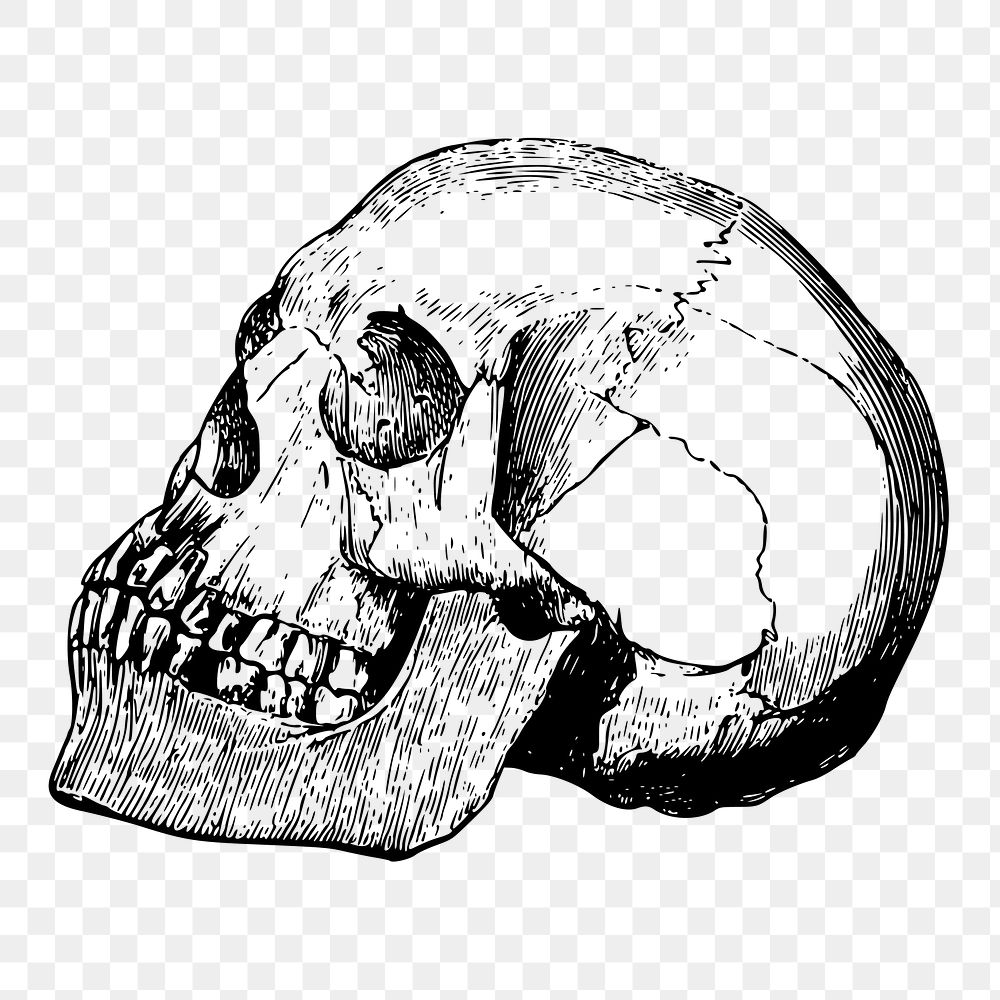 Human skull png sticker, vintage Halloween illustration on transparent background. Free public domain CC0 image.