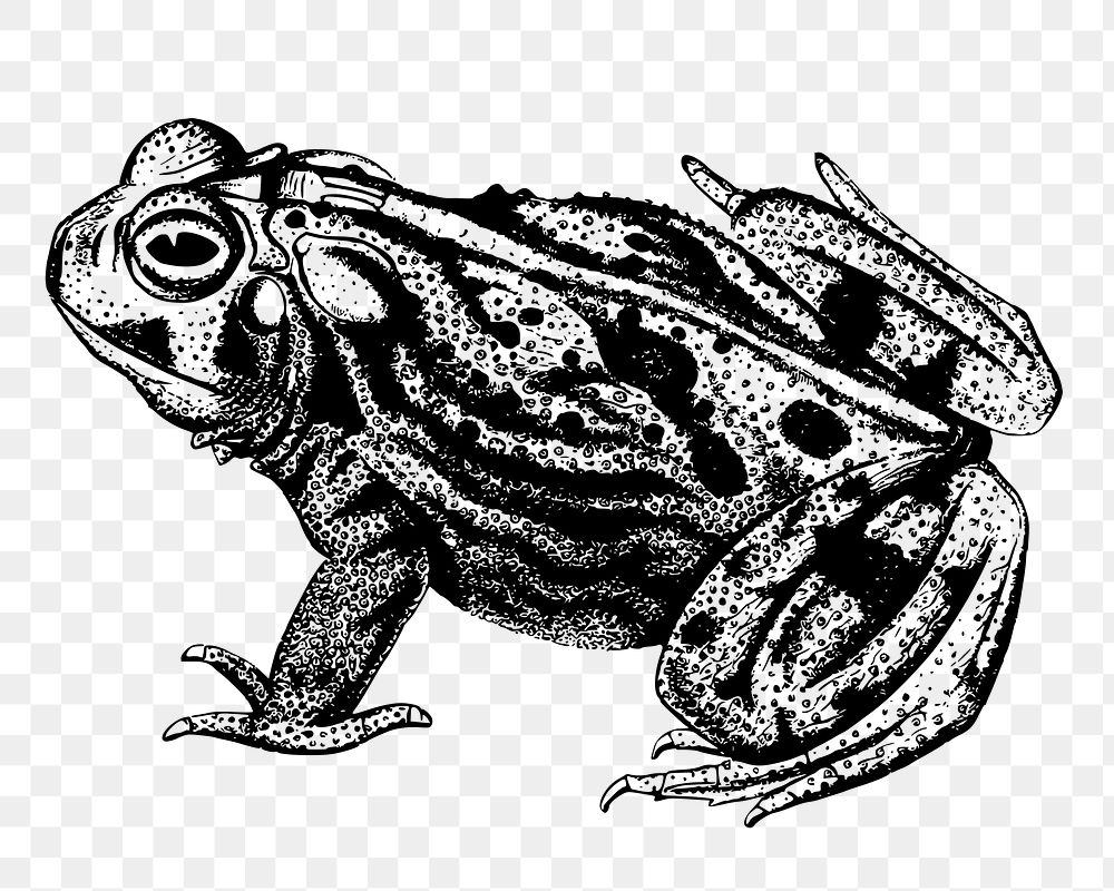 Toad png sticker, vintage animal illustration on transparent background. Free public domain CC0 image.