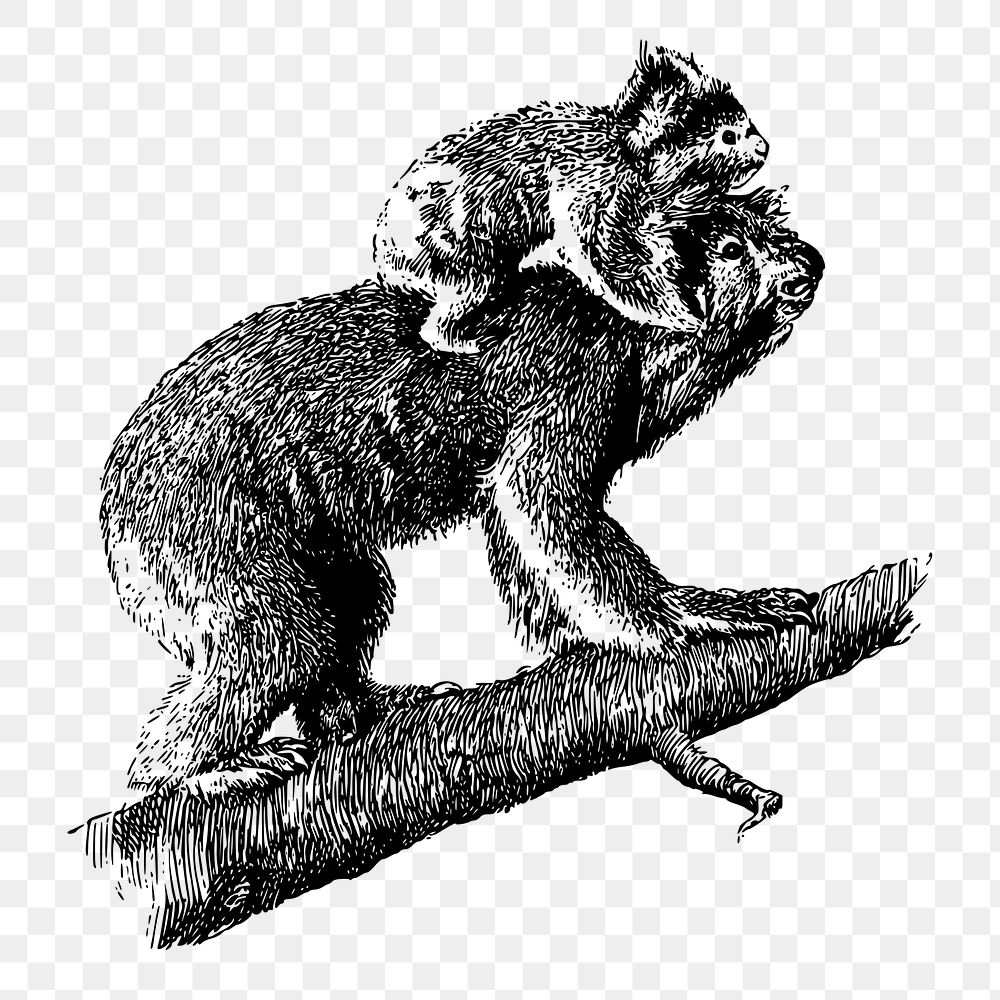 Koala with baby png sticker, vintage animal illustration on transparent background. Free public domain CC0 image.