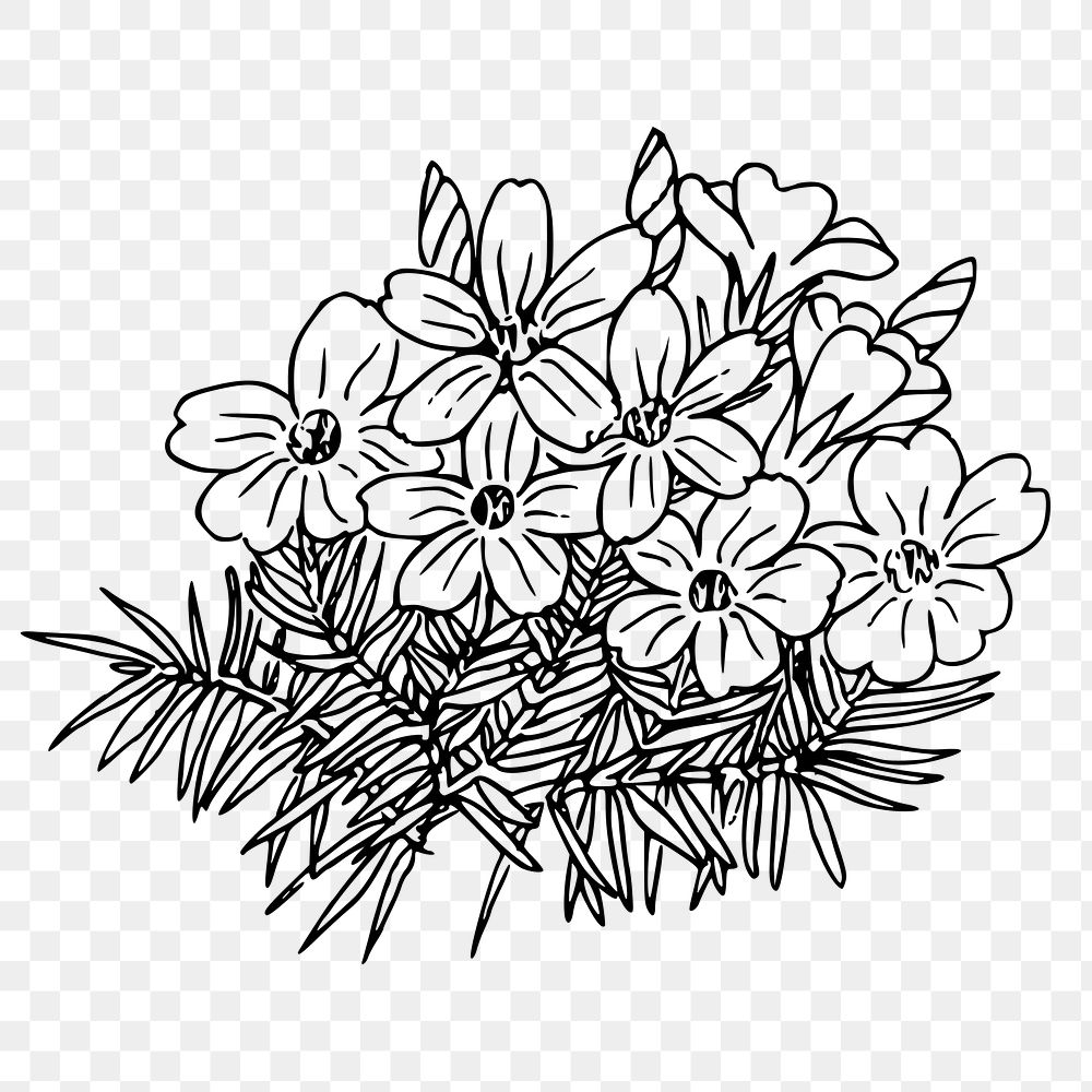 Flower bouquet png sticker, vintage tufted phlox illustration on transparent background. Free public domain CC0 image.