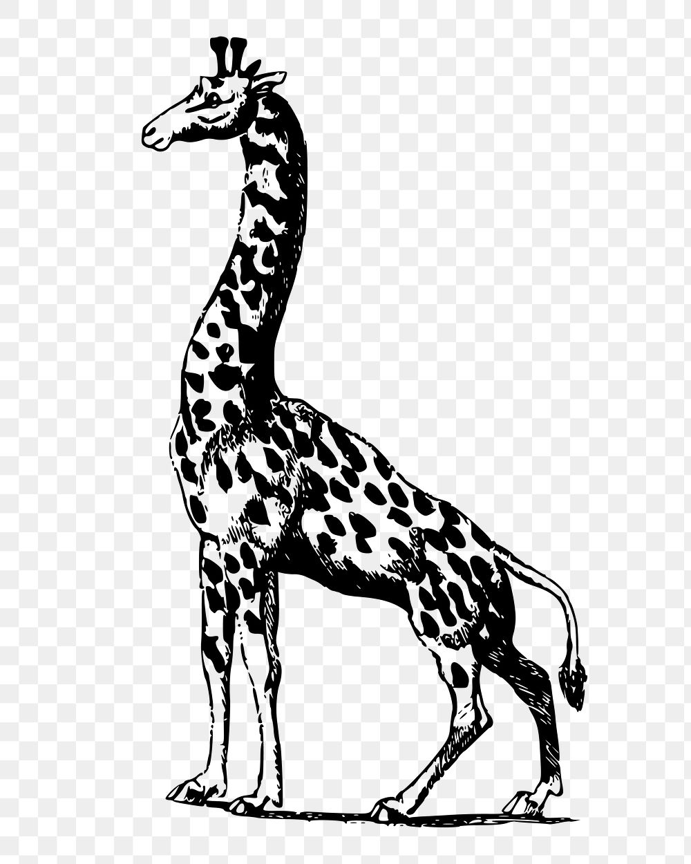 Giraffe png sticker, vintage wildlife illustration on transparent background. Free public domain CC0 image.