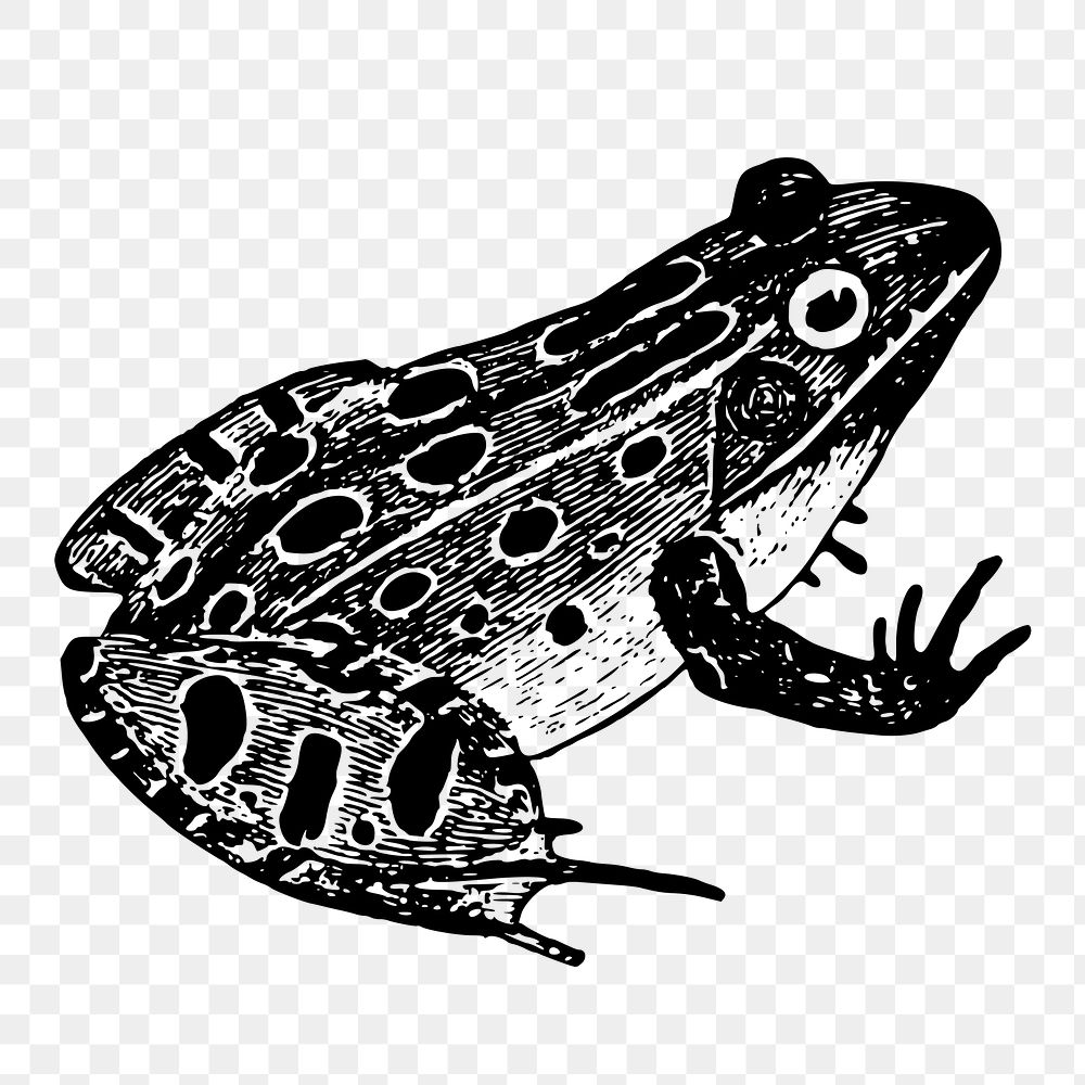 Leopard frog png sticker, vintage animal illustration on transparent background. Free public domain CC0 image.