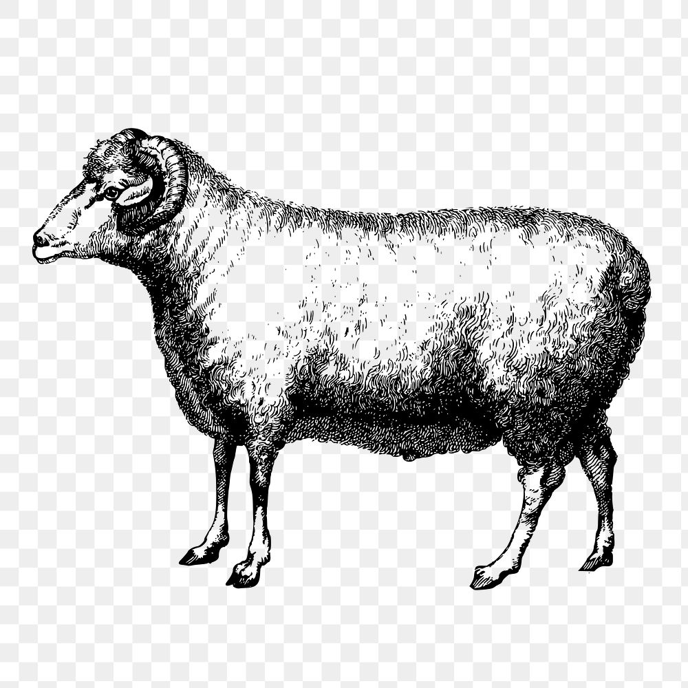 Merino, ram png sheep sticker, vintage farm animal illustration on transparent background. Free public domain CC0 image.