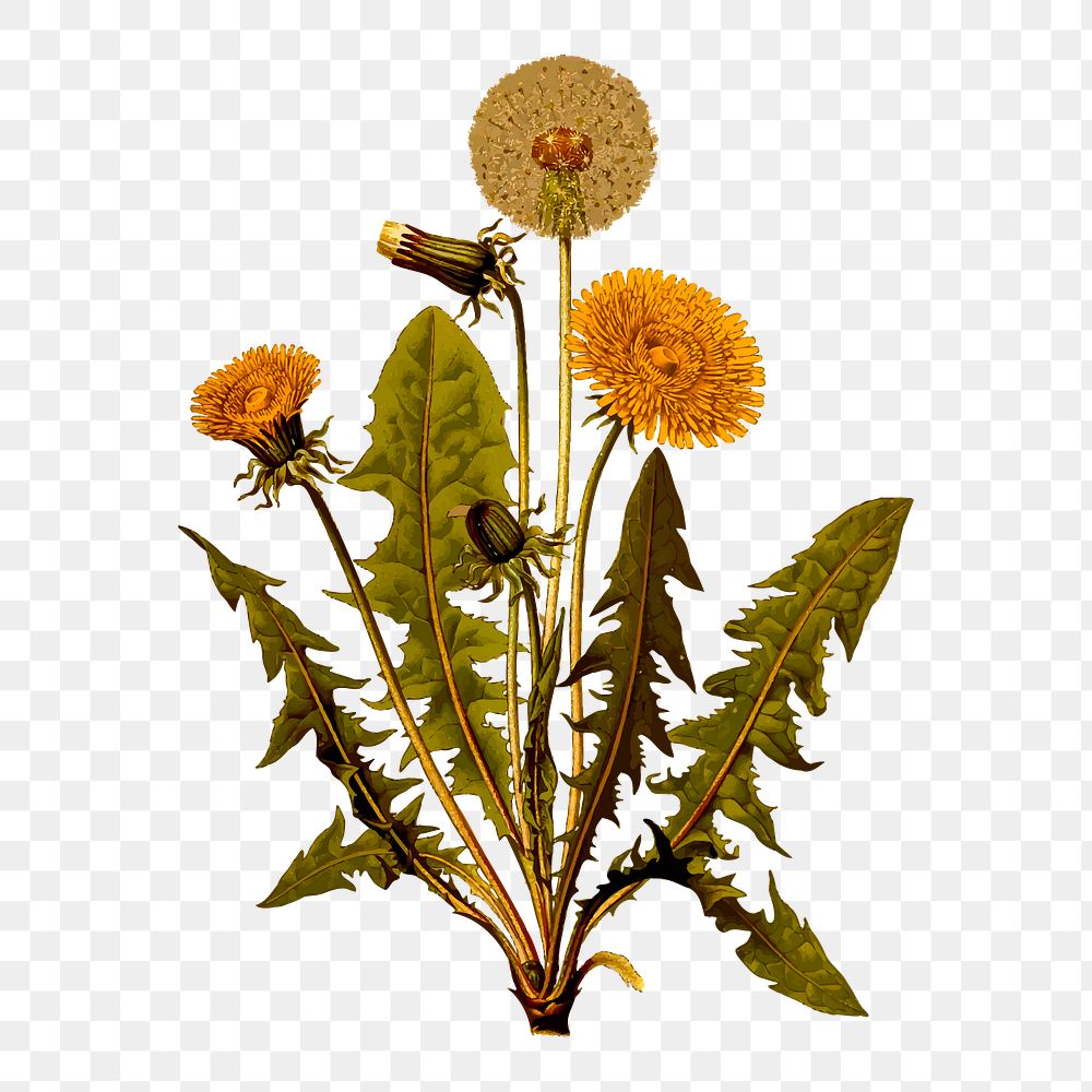 Dandelion png sticker, plant vintage illustration on transparent background. Free public domain CC0 image.