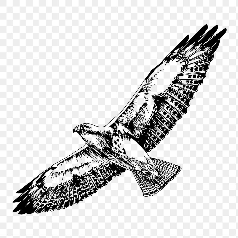Flying hawk png sticker, animal vintage illustration on transparent background. Free public domain CC0 image.