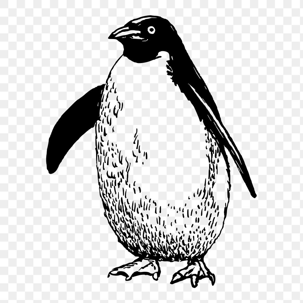 Penguin png sticker, wildlife vintage illustration on transparent background. Free public domain CC0 image.