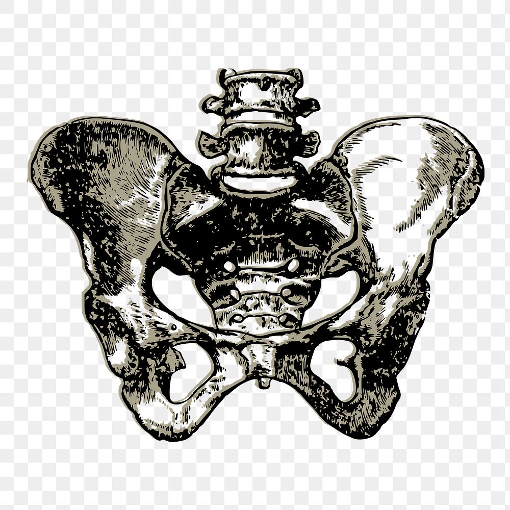 Human pelvic png bone sticker, medical vintage illustration on transparent background. Free public domain CC0 image.