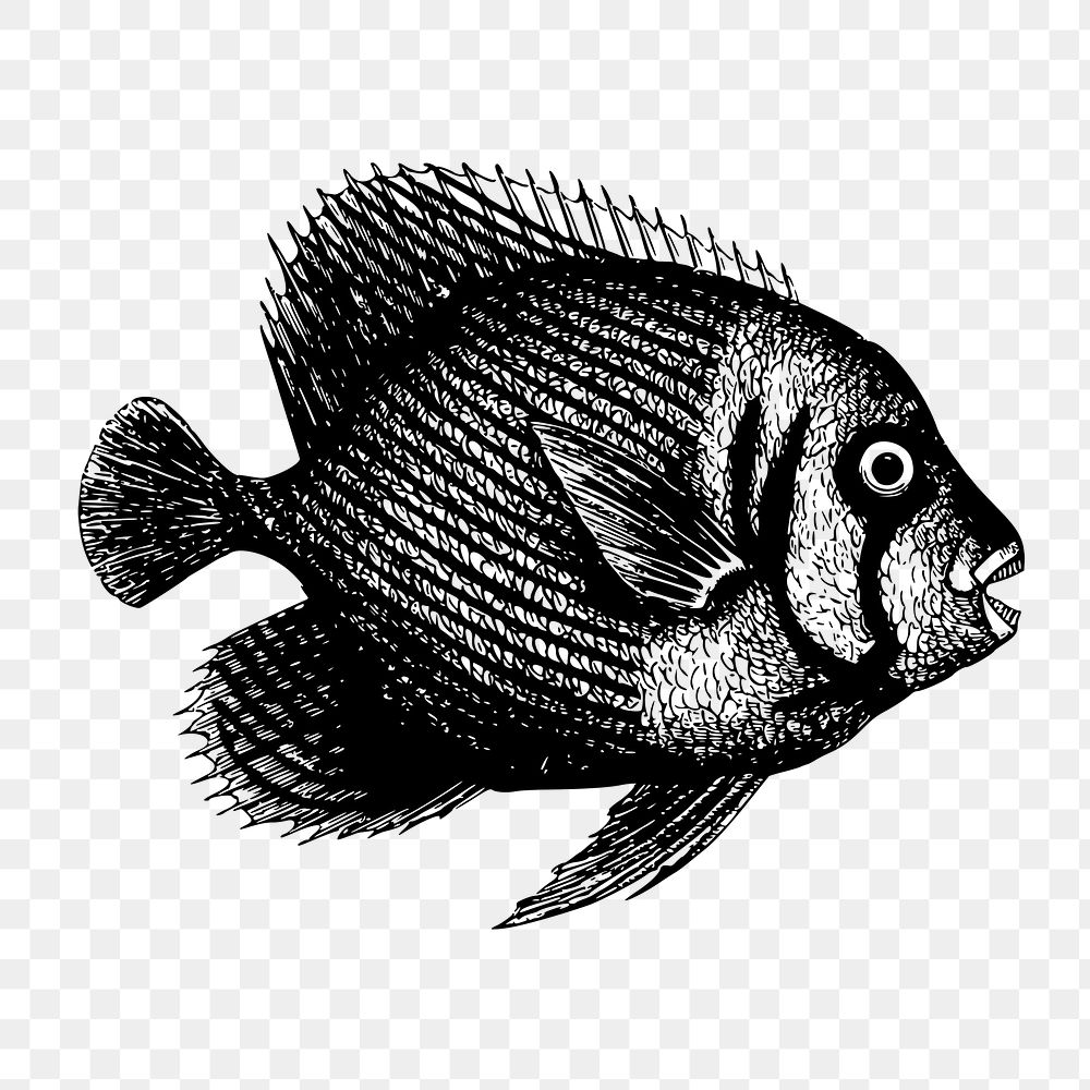Fish png sticker, sea life vintage illustration on transparent background.