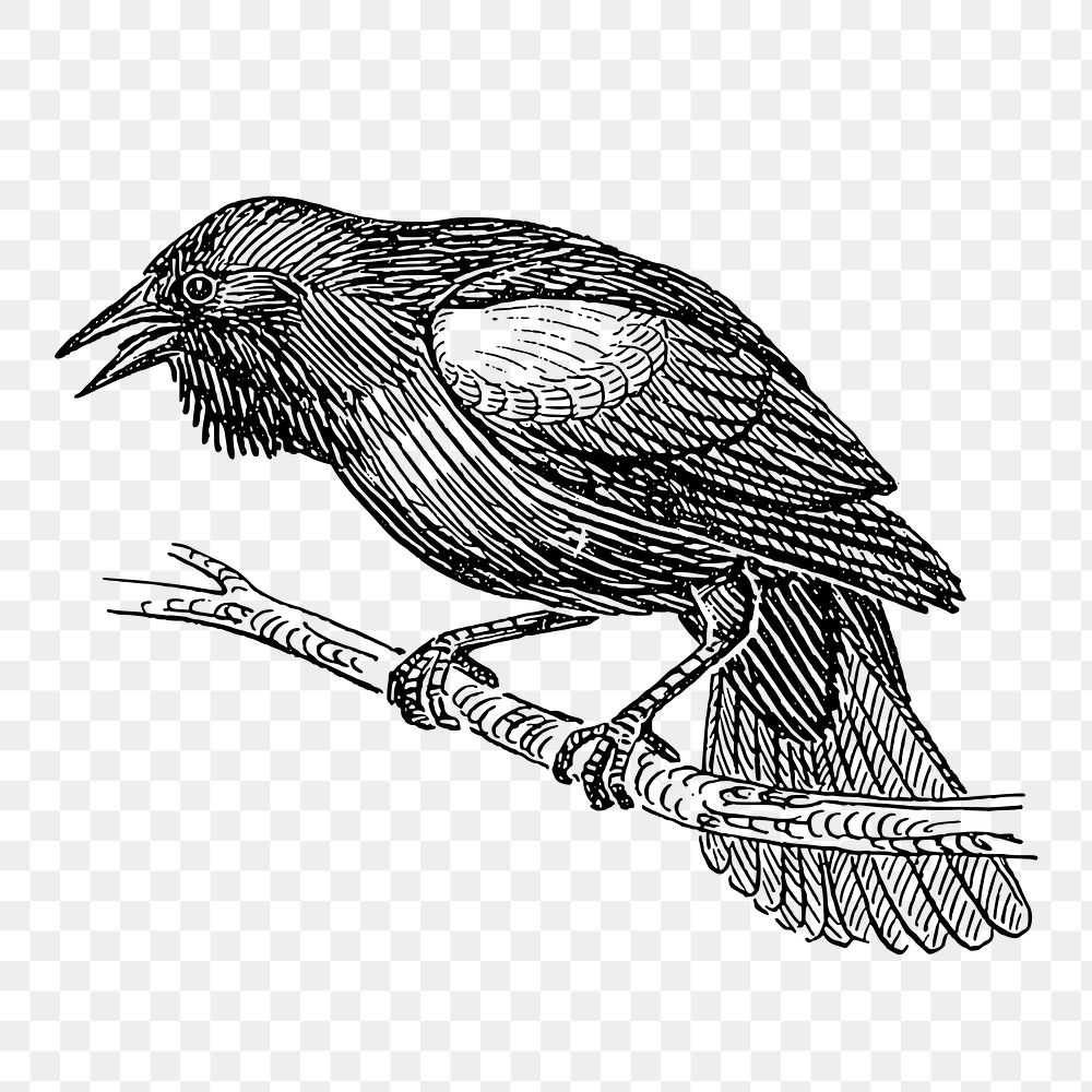 Blackbird png sticker, animal vintage illustration on transparent background. Free public domain CC0 image.