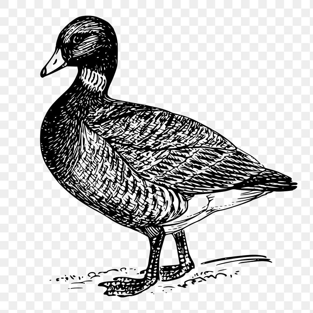 Brant, goose png sticker, bird  vintage illustration on transparent background. Free public domain CC0 image.