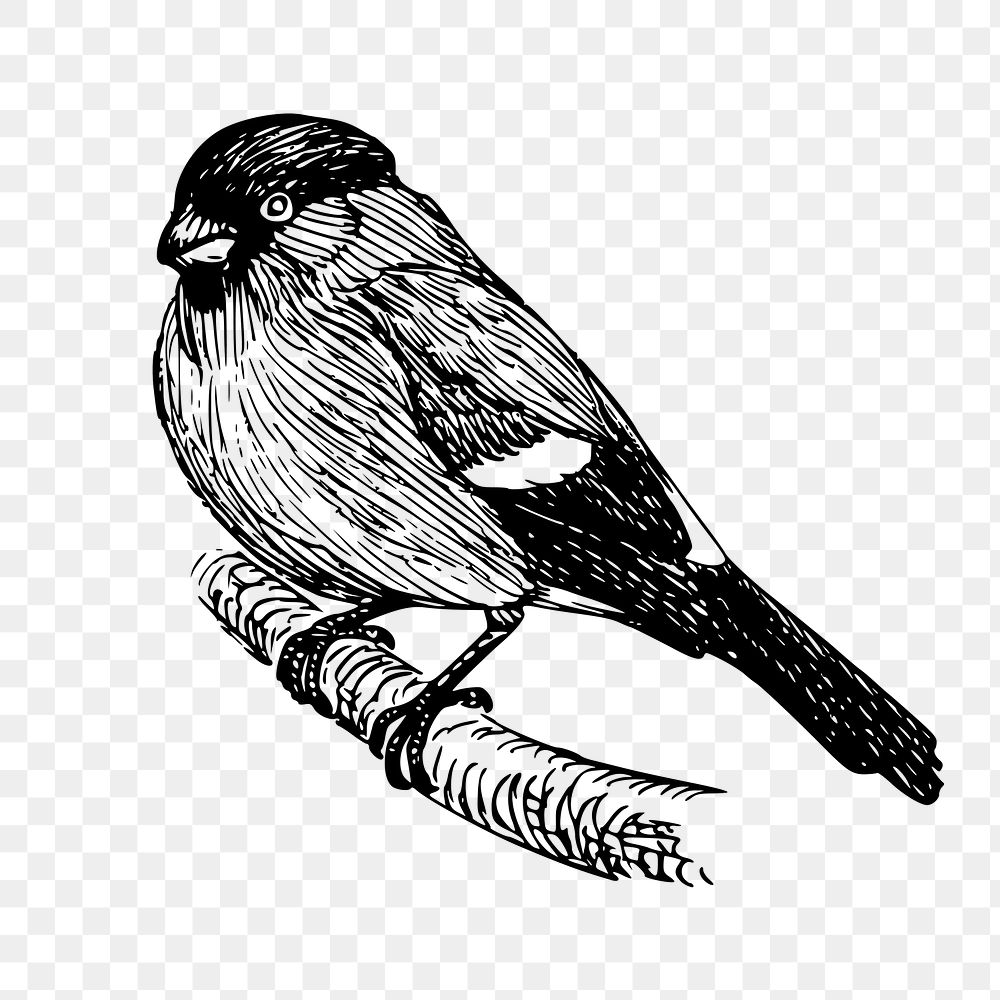 Bullfinch bird png sticker, animal vintage illustration on transparent background. 