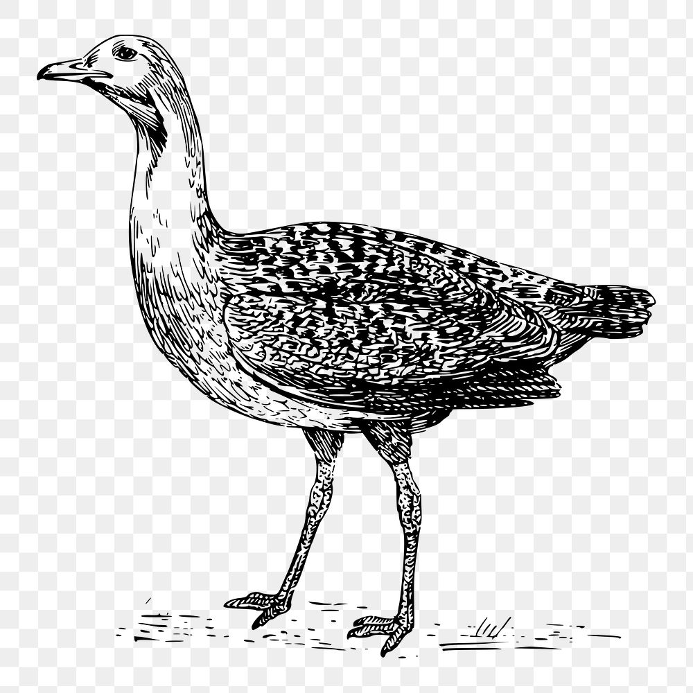 Bustard bird png sticker, animal vintage illustration on transparent background. Free public domain CC0 image.