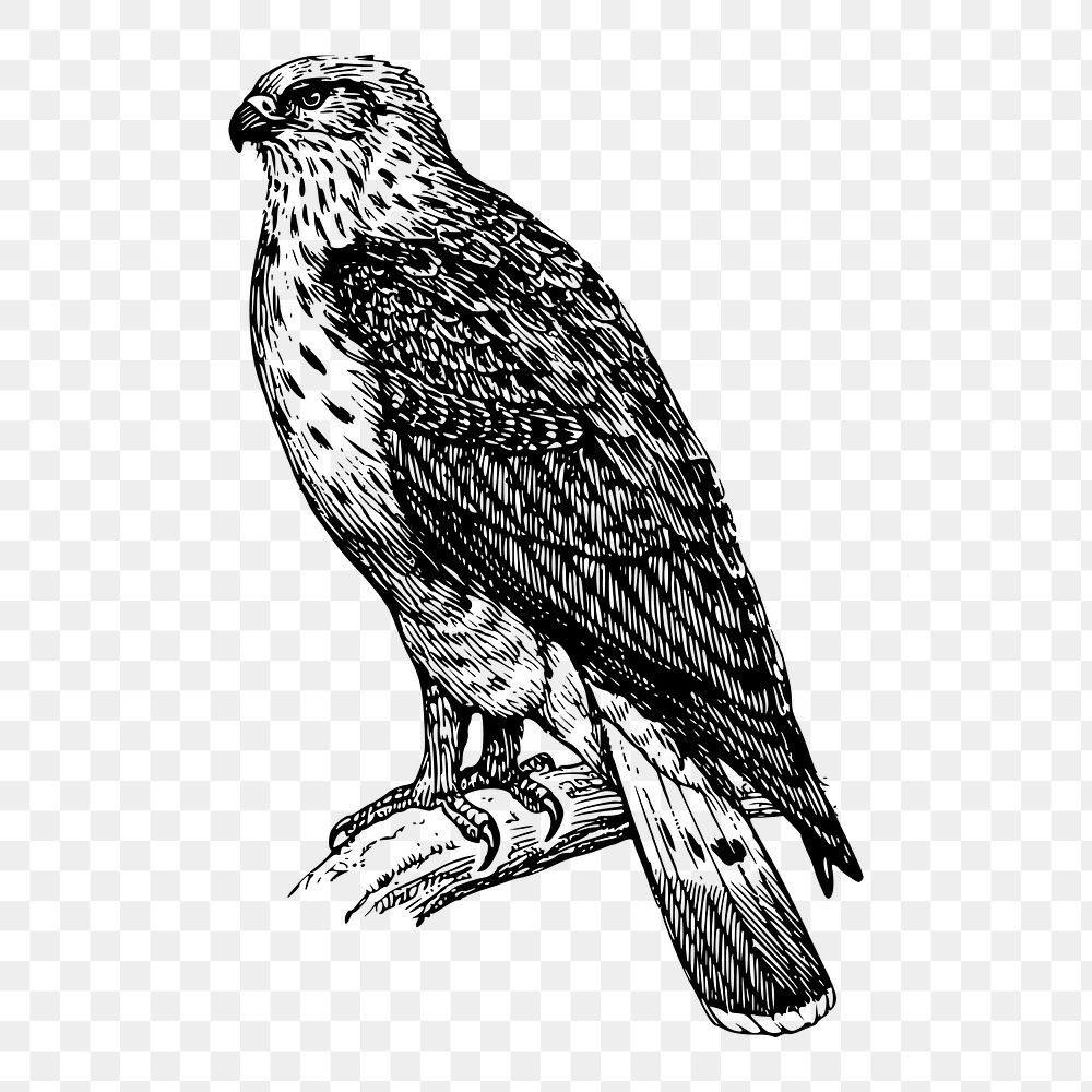 Buzzard bird png sticker, animal vintage illustration on transparent background. Free public domain CC0 image.