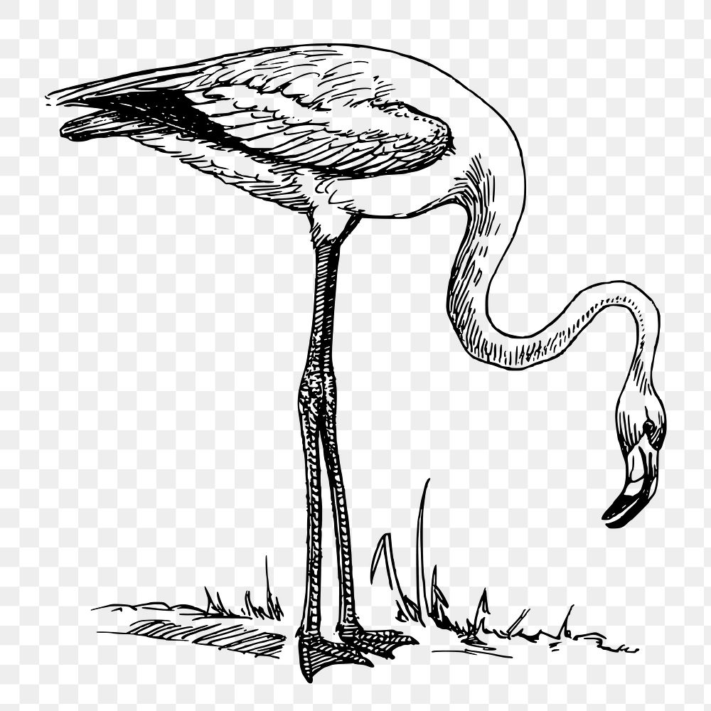 Flamingo png sticker, bird vintage illustration on transparent background. Free public domain CC0 image.