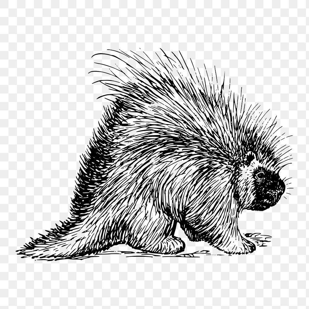 Porcupine png sticker, animal vintage illustration on transparent background. Free public domain CC0 image.