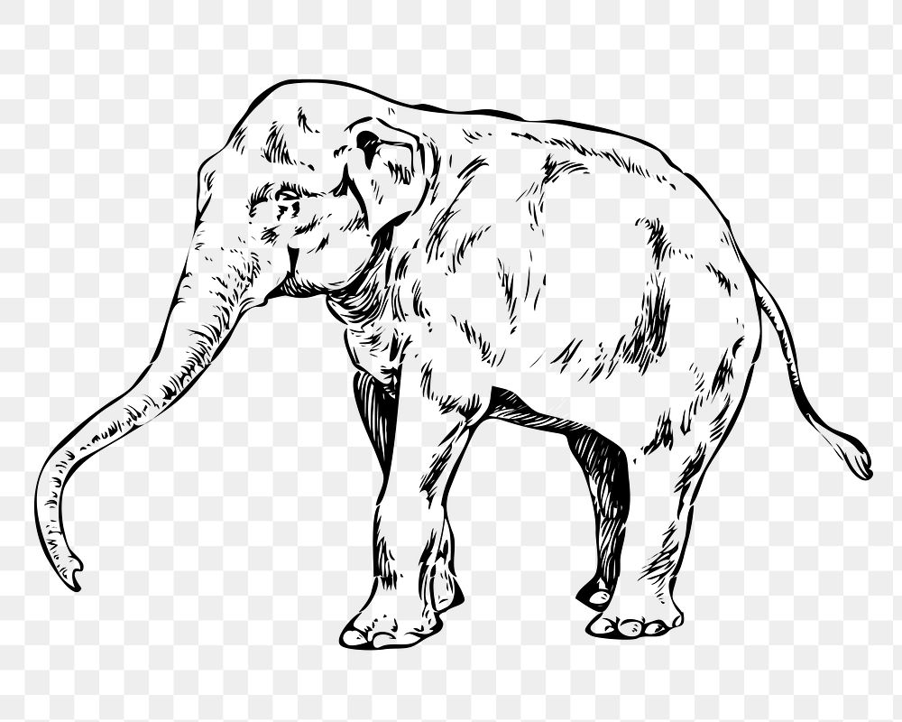 Elephant png sticker, wildlife vintage illustration on transparent background. Free public domain CC0 image.