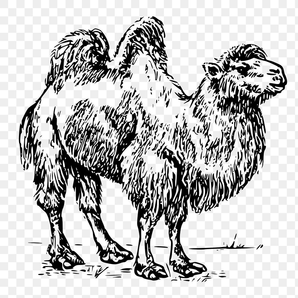 Camel png sticker, animal vintage illustration on transparent background. Free public domain CC0 image.