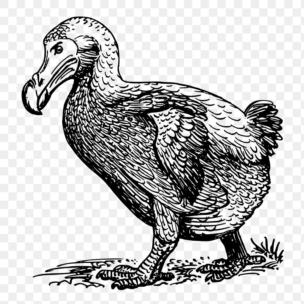 Dodo bird png sticker, animal vintage illustration on transparent background. Free public domain CC0 image.