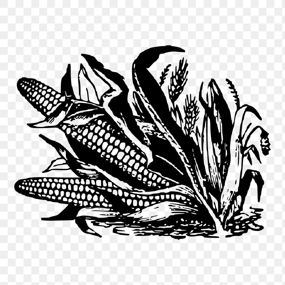 Corn png sticker, vegetable vintage illustration on transparent background. Free public domain CC0 image.