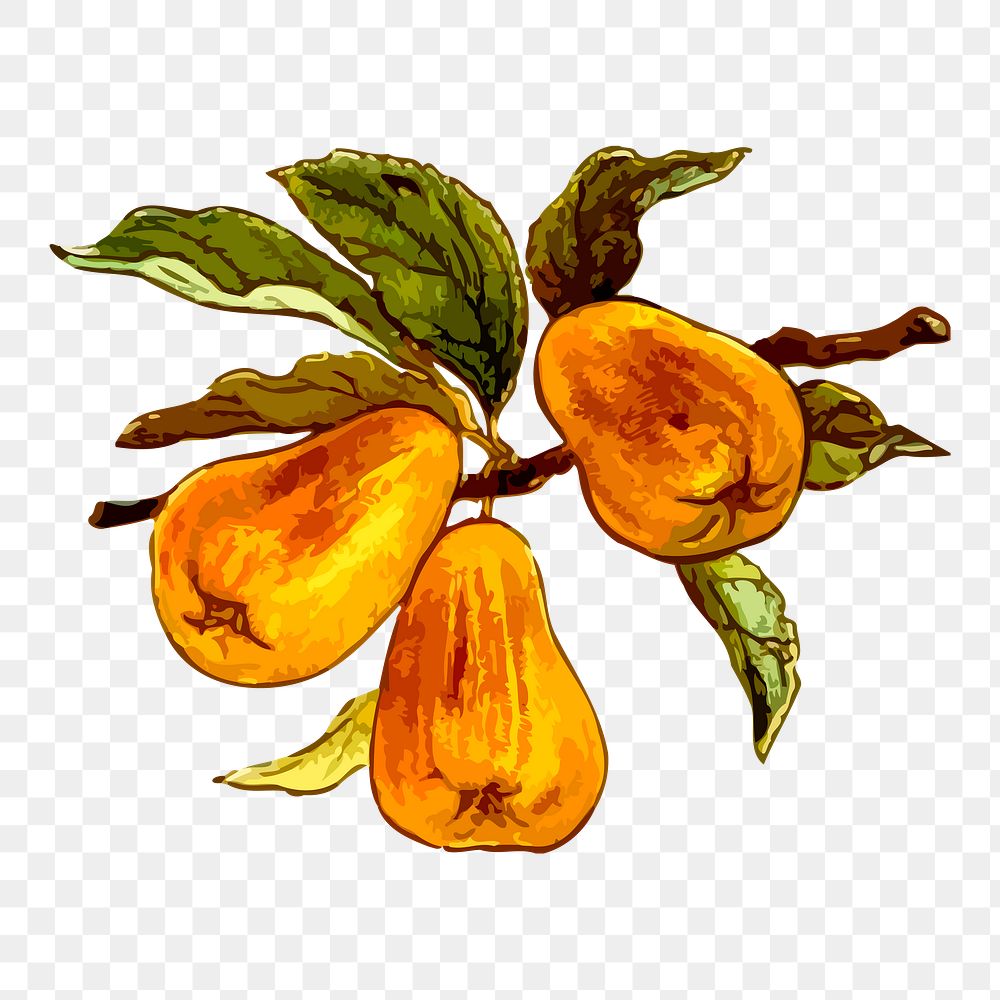 Pears png sticker, fruit vintage illustration on transparent background. Free public domain CC0 image.