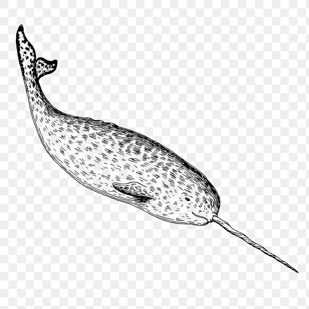 Narwhal png sticker, sea life vintage illustration on transparent background. Free public domain CC0 image.