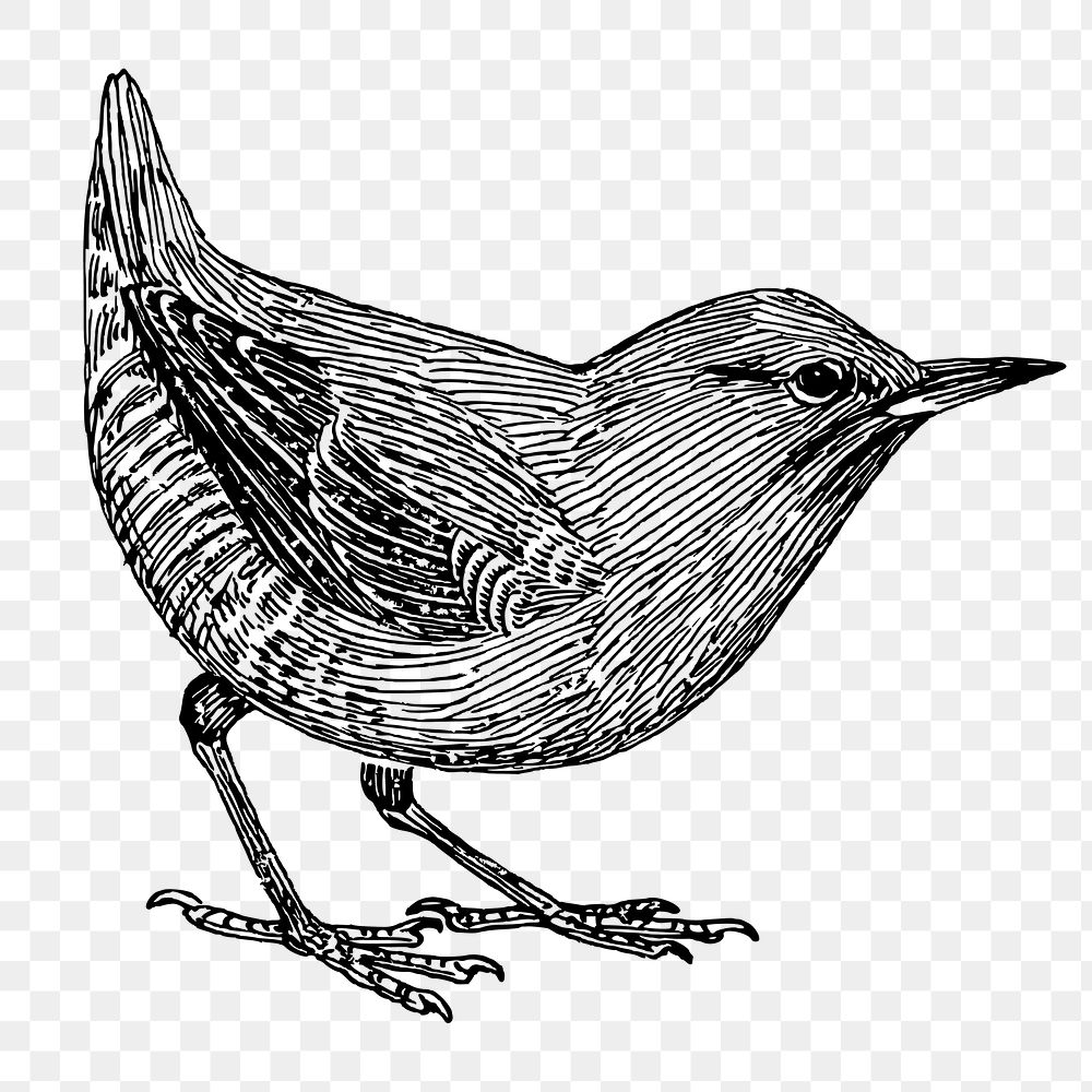 Little bird png sticker, animal vintage illustration on transparent background. Free public domain CC0 image.