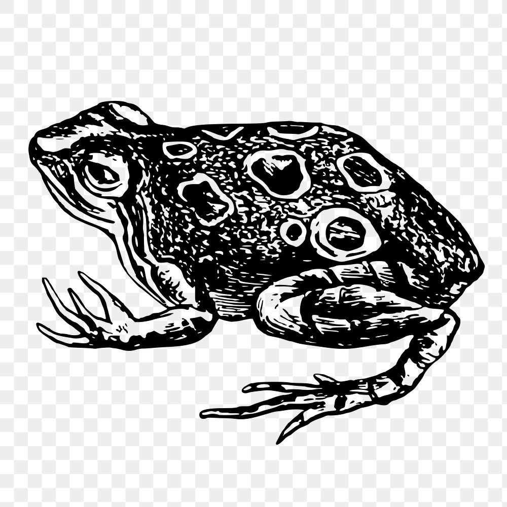 Frog png sticker, animal vintage illustration on transparent background. Free public domain CC0 image.