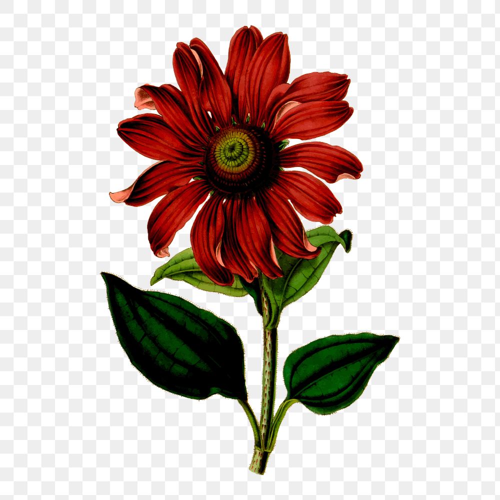 Coneflower png sticker, flower vintage illustration on transparent background. Free public domain CC0 image.