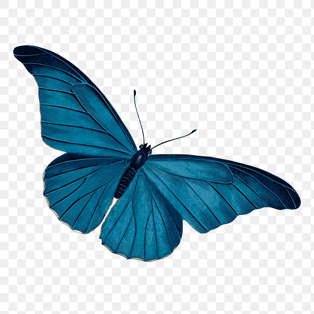 Blue butterfly png color drawing, transparent background. Free public domain CC0 image.