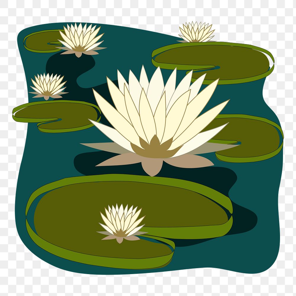 White water lilies png sticker, flower illustration, transparent background. Free public domain CC0 image.